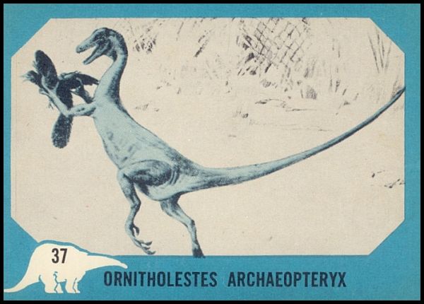 37 Ornitholestes